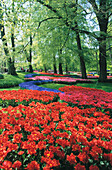 Keukenhof Gardens. Holland