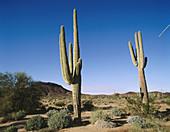 Saguros (Carnegia gigantea) in Pinacate and Altar Desert Biosphere Reserve. Sonora. Mexico