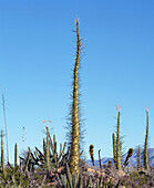 Cirio (Idria columnaris) in the Natural Park Desierto Central de Baja California in Mexico