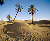 Desert. Tunisia.