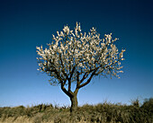 Almond tree. Tarragona province. Cataluña. Spain.