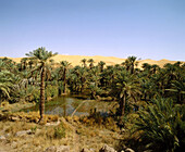 Oued Saoura oasis. Sahara. Algeria.