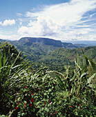 Central range. Los Andes. Cauca. Colombia.