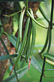 Vanilla vines at plantation