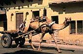 Camel Cart in Jaipur. Rajasthan. India