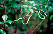 Common green whip snake (Ahaetulla nasutus). Matheran. Maharashtra. India