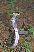 Indian spectacled cobra (Naja naja)