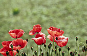 Oriental Poppy (Papaver orientale hybr.). India