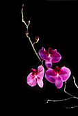Orchid. Bangalore, India