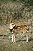 Spotted Deer (Axis axis). Bandipur National Park, Karnataka, India