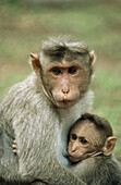 Bonnet Macaque (Macaca radiata) with young. Bandipur National Park, Karnataka, India