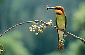 Chestnut-headed Bee-eater (Merops sp.)