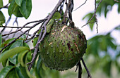 Soursop (Annona muricata) fruit. St. Thomas, US Virgin Islands. West Indies, Caribbean