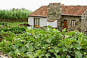 Fig tree near the house by the sea. São Miguel, Azores. Portugal