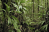 Rainforest. Morne Trois Piton National Park, Commonwealth of Dominica.