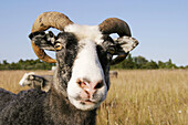 Ewe of the sheep breed called gutefar that has horns. Sweden