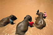 Elephants taking a bath in the river. Thailand
