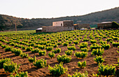 Valenza farm in Monastero Valley. Pantelleria Island. Sicily. Italy