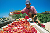 Making sundried tomatoes. Scauri. Pantelleria Island. Sicily. Italy
