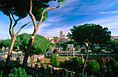 Roman forum from the Vittoriano . Roma. Lazio. Italy