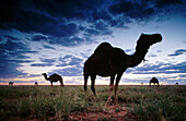 Premier Camels Racing event. Boulia desert. Queensland. Australia