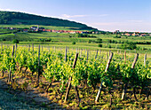 Vineyards. Alsace. France