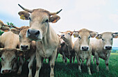 Herd of cows. Aveyron. France