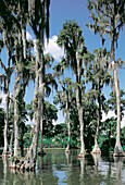 Cypresses and marshes. Everglades. Florida. USA