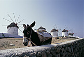 Windmills and donkey. Mykonos. Greece
