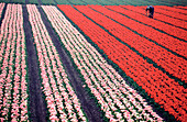 Tulips fields. Holland