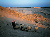 Bedouin and sheep. Roman ruins. Palmyra. Syria