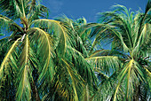 Palm trees. Martinique
