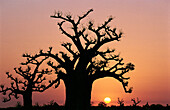 Baobab against red sky at dusk. Senegal