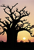 Baobab at sunrise, Senegal