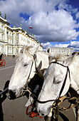 Horses of barouche in front of Hermitage Museum in Winter Palace. St. Petersburg. Russia