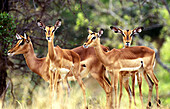 Antelopes. Serengeti National Park. Tanzania