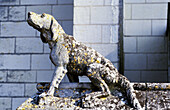 Hunting dog stone statue at exterior of Chateau de Loches. Touraine. France