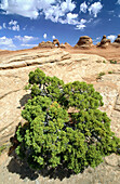 Bushes and Delicate Arch in background. Arches National Park. Utah. USA