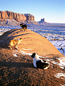 Dogs seeking for heat at sunrise. Monument Valley winter landscape. South West Utah. USA