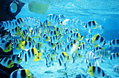 Lagoon tropical fish. French Polynesia