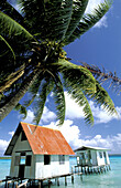 Small black pearl farm on stilts in the lagoon, coconut palmes at foreground. Tuamotu Islands. French Polynesia