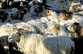 Corsican sheep. Corsica Island. France