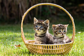 Young domestic cats in basket