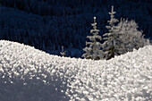 Snow covered spruces, Bavarian Alps, Upper Bavaria, Bavaria, Germany