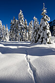 Verschneite Fichten, Bayerischen Alpen, Oberbayern, Bayern, Deutschland