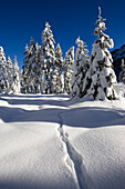 Snow covered spruces, Bavarian Alps, Upper Bavaria, Bavaria, Germany