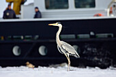 Grey Heron in front of ship, Ardea cinerea, harbour, Wolgast, Usedom, Germany