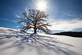 Bald oak tree (Quercus robur) in snow, Upper Bavaria, Germany