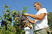 The vineyard producing the famous grapes for the Casanova salto wine in Hotel 5* Cipriani on Giudecca island. Venice. Italy