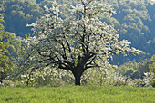 Blooming cherry tree, Wittnau, Black Forest, Baden Wurttemberg, Germany
